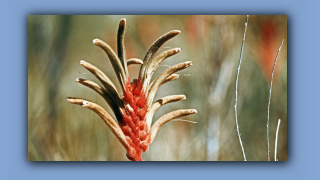 1993_WA_D05-15-16_Rotgruene Kaenguruklaue (Anigozanthos Manglesii).jpg